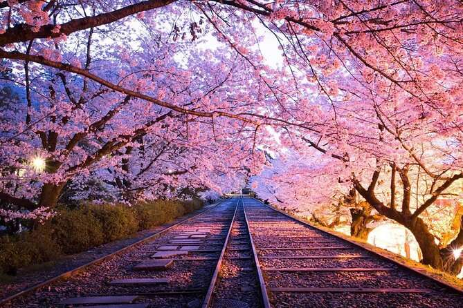 日本櫻花